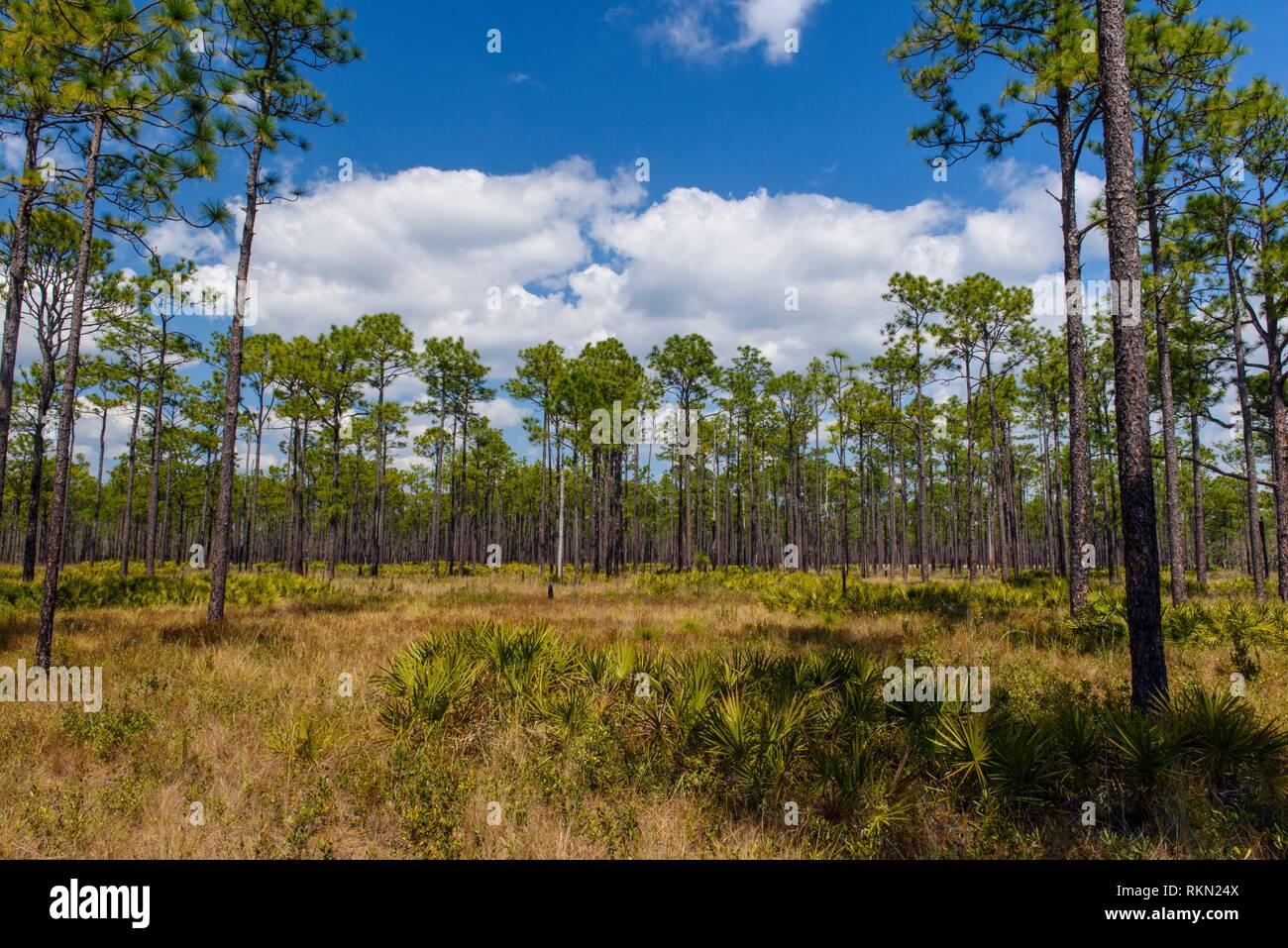 Florida longleaf pine hi-res stock photography and images - Alamy