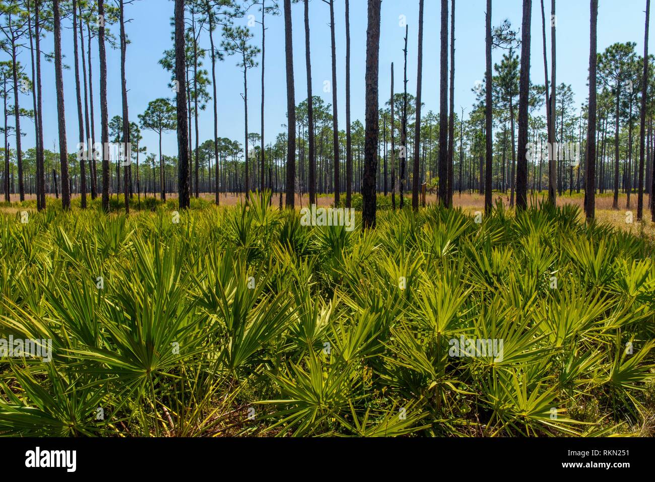 Saw palmetto palm tree hires stock photography and images Alamy