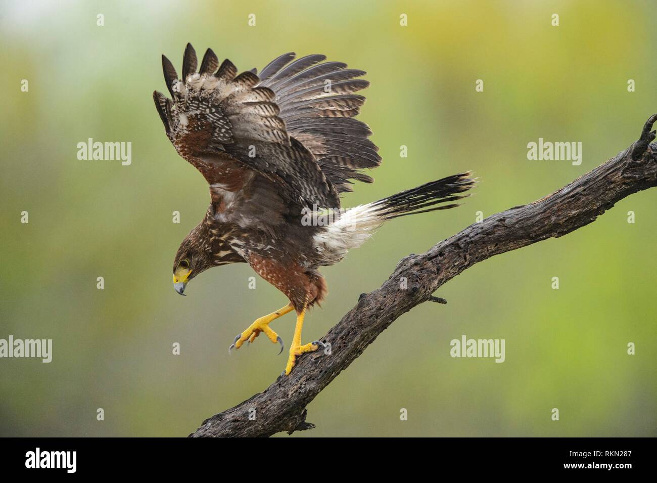 Harris' hawk (Parabuteo unicinctus), Santa Clara Ranch, Starr County, Texas, USA. Stock Photo