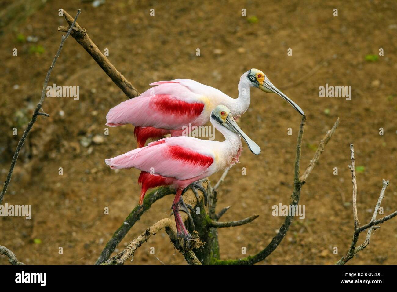 Roseate spoonbill (Ajaia ajaja) Courting pair, Smith Oaks Audubon rookery, High Island, Texas, USA. Stock Photo