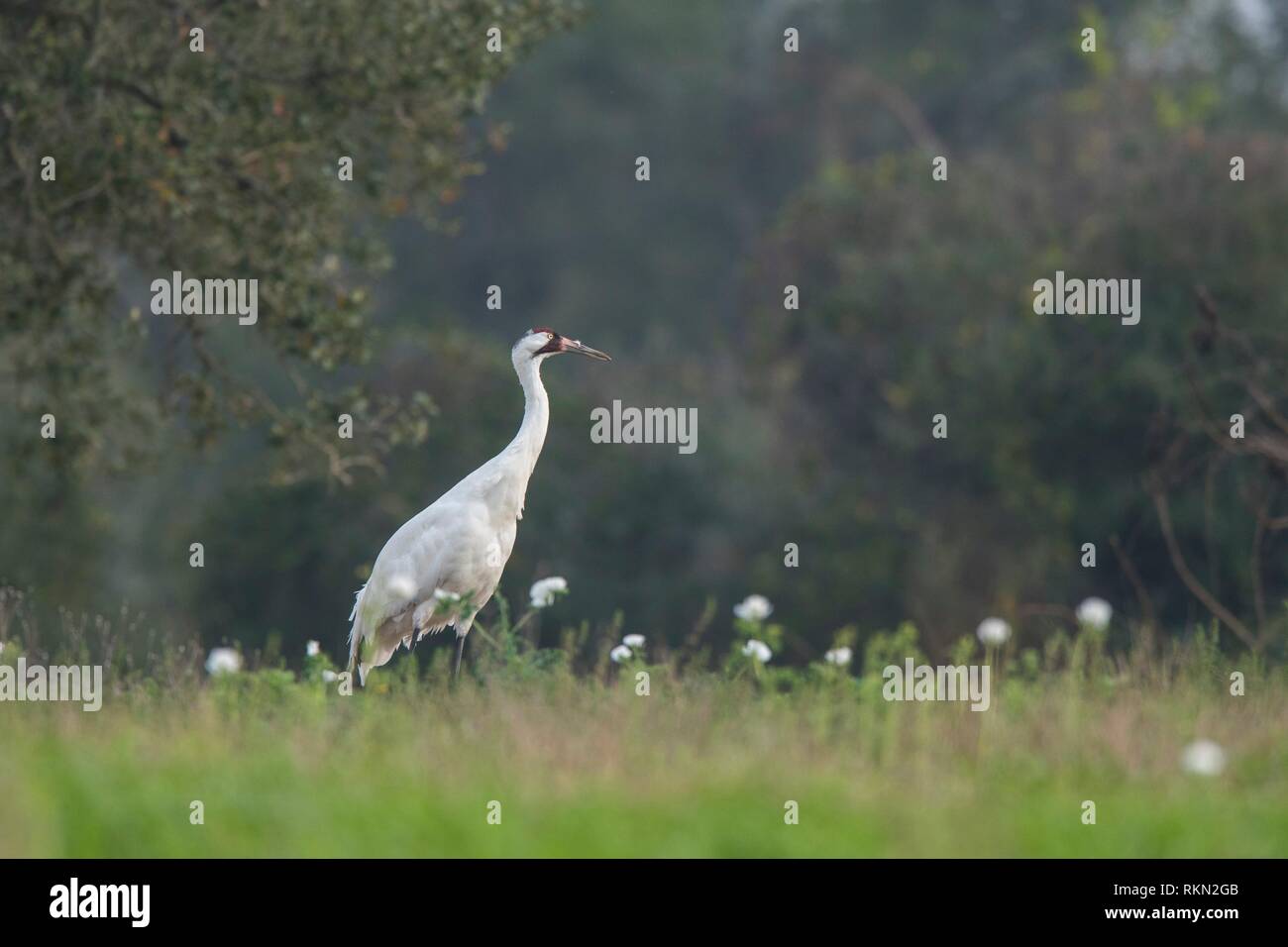 Whooping crane (Grus Americana), Lamar, Texas, USA. Stock Photo