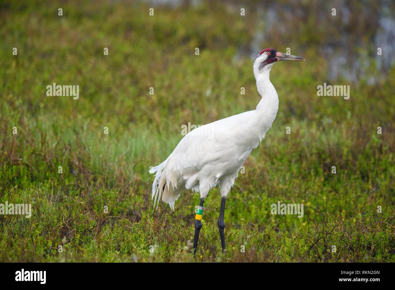 Whooping crane (Grus americana) in winter range, Aransas NWR, Texas, USA. Stock Photo