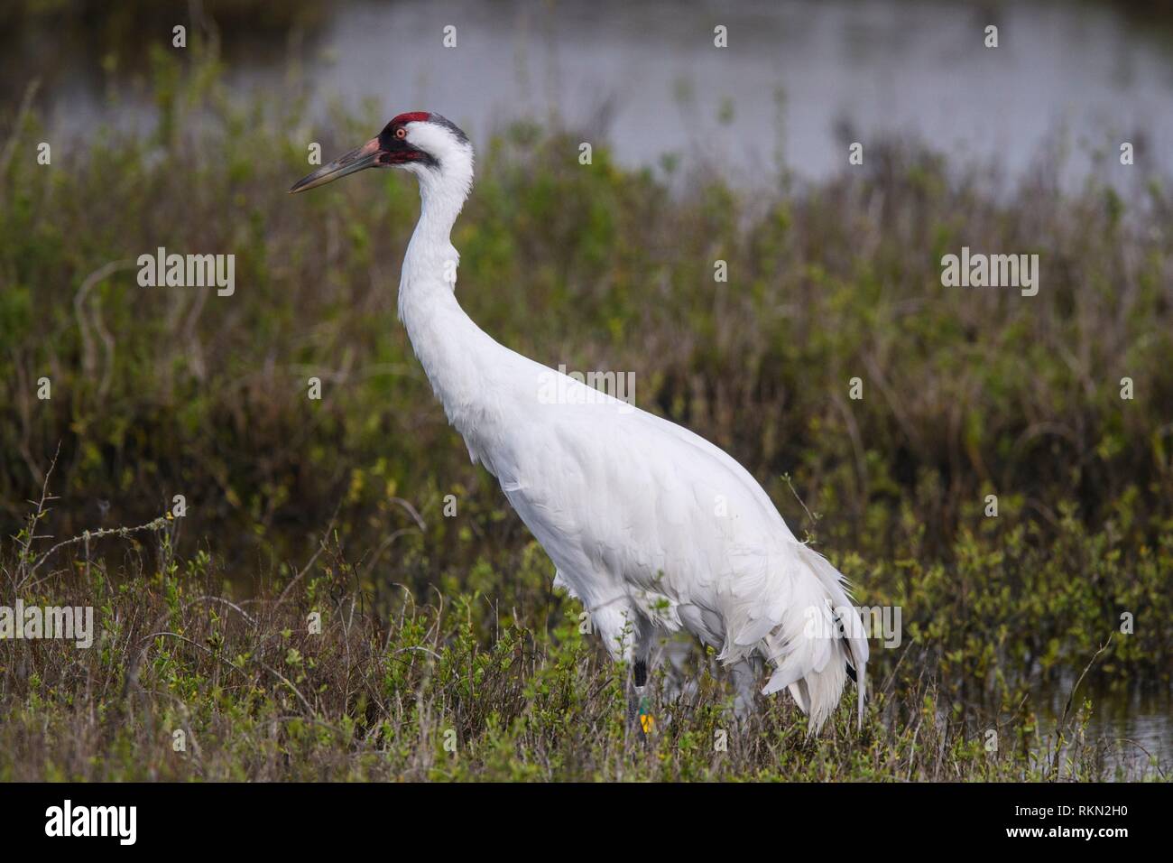 Whooping crane (Grus americana) in winter range, Aransas NWR, Texas, USA. Stock Photo