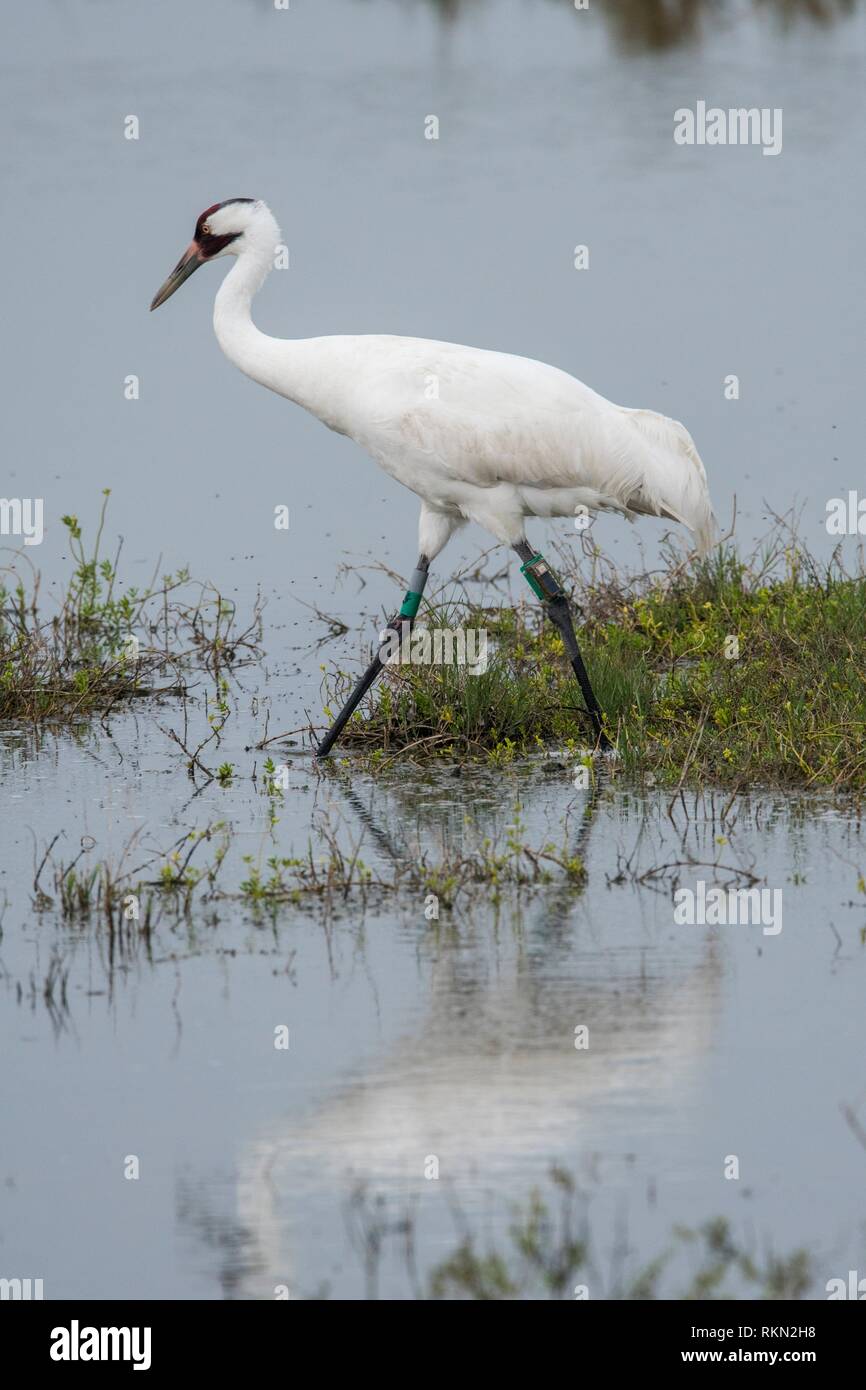 Whooping crane (Grus Americana), Aransas NWR, Texas, USA. Stock Photo