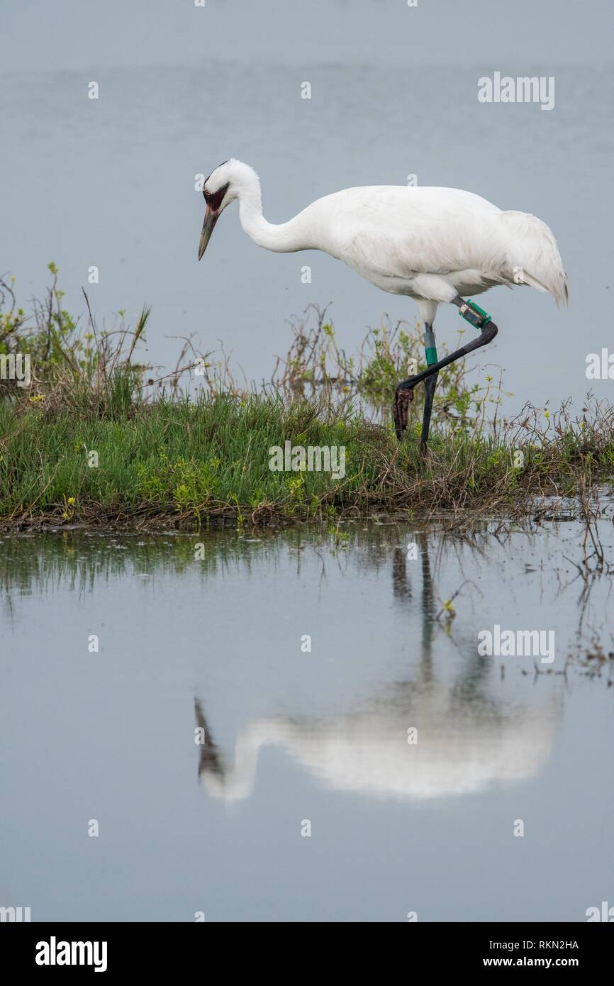 Whooping crane (Grus Americana), Aransas NWR, Texas, USA. Stock Photo