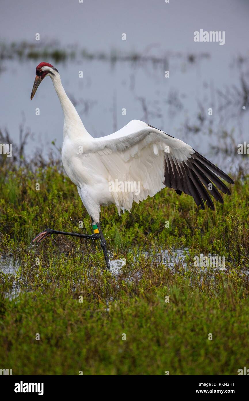 Whooping crane (Grus Americana) Exhibiting territorial behaviour, Aransas NWR, Texas, USA. Stock Photo