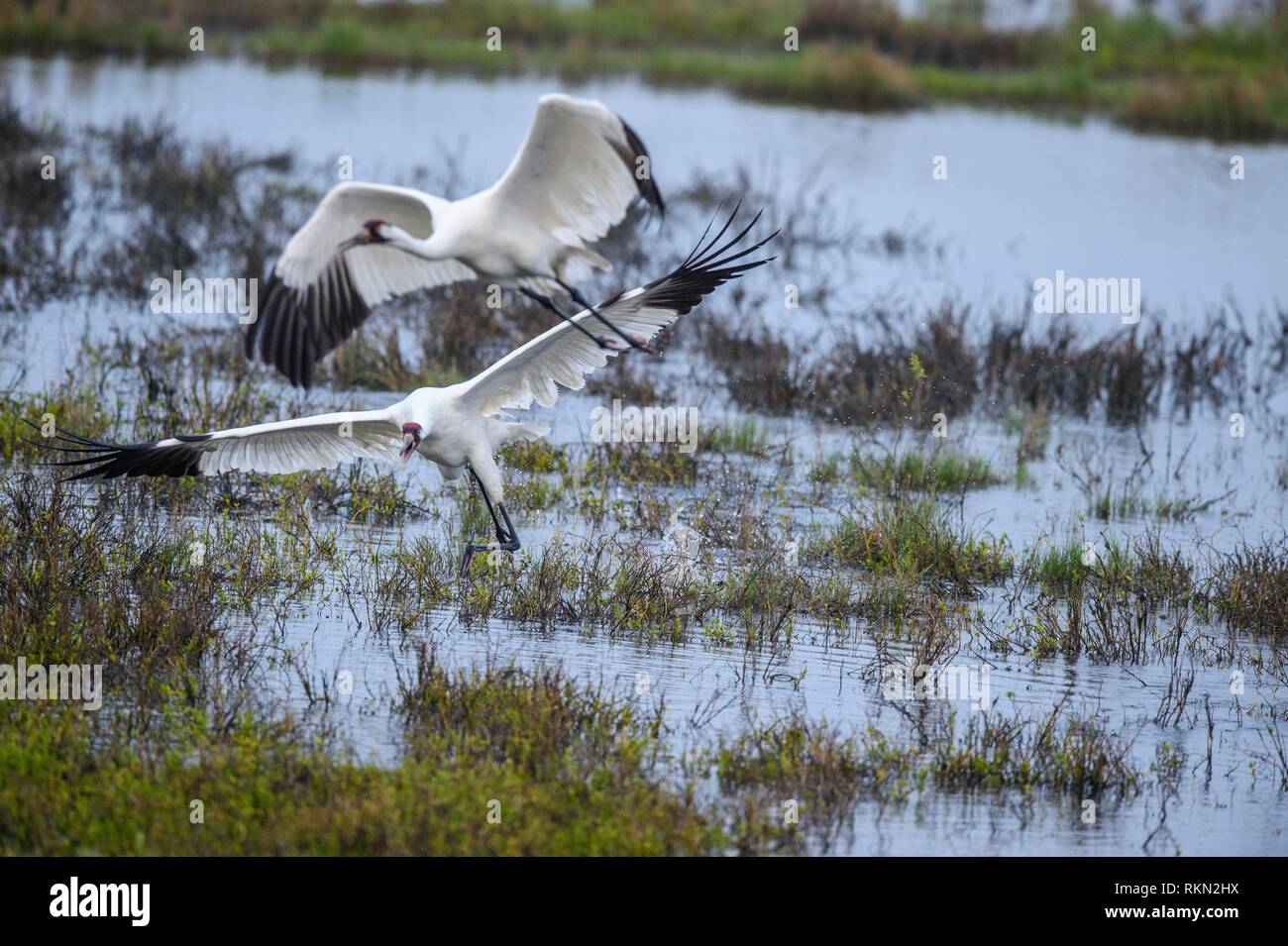 Whooping crane (Grus Americana) Exhibiting territorial behaviour, Aransas NWR, Texas, USA. Stock Photo