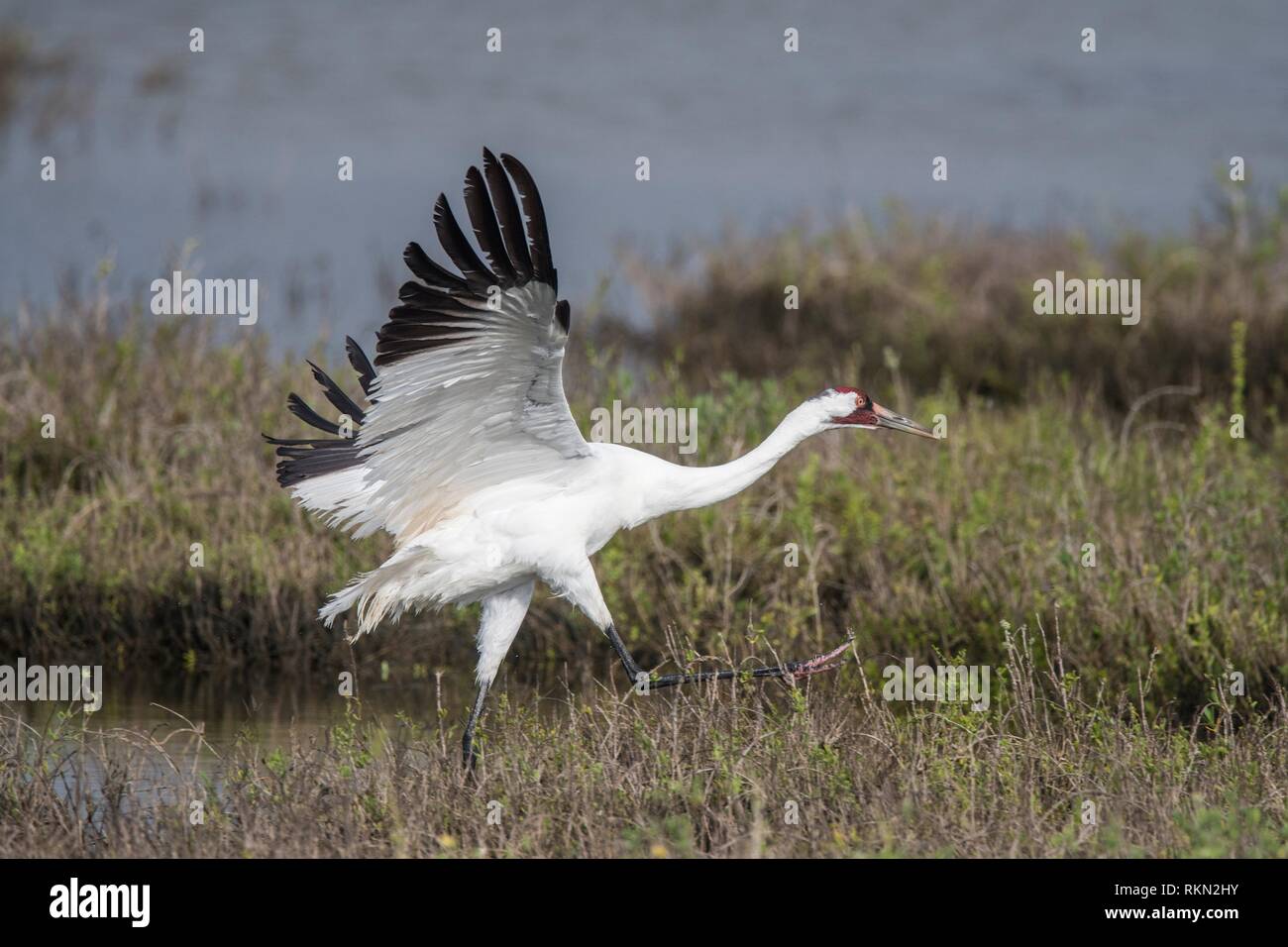 Whooping crane (Grus Americana) In flight over winter habitat, Aransas NWR, Texas, USA. Stock Photo