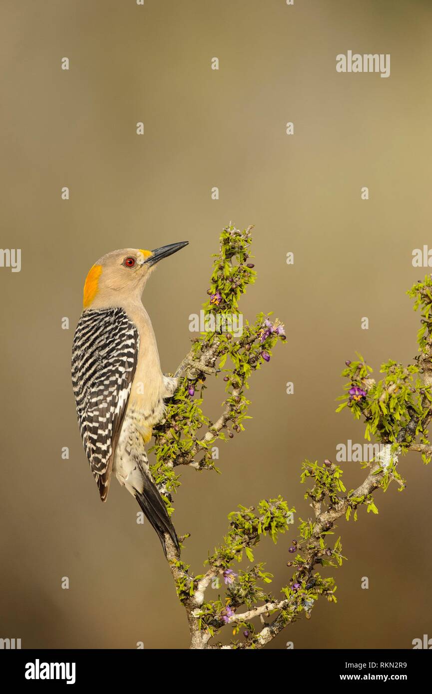 Golden-fronted woodpecker (Melanerpes aurifrons), Santa Clara Ranch, Starr County, Texas, USA. Stock Photo
