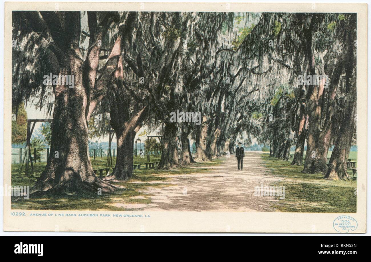Audubon Park, Avenue of Live Oaks, New Orleans, La. Detroit Publishing