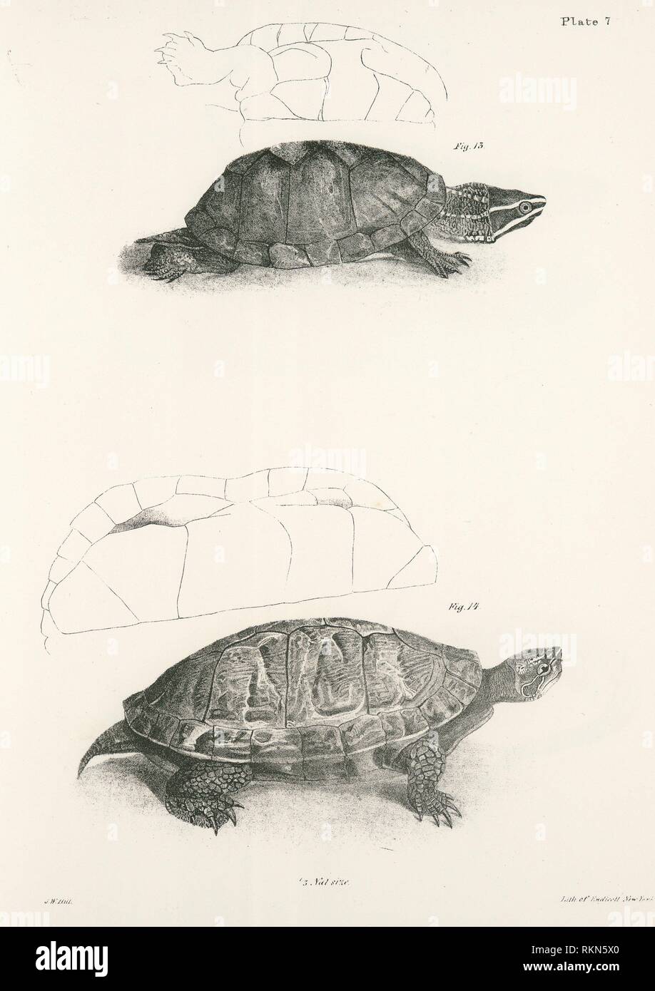 13. The Musk Tortoise (Sternothærus odoratus). 14. The Red-bellied ...