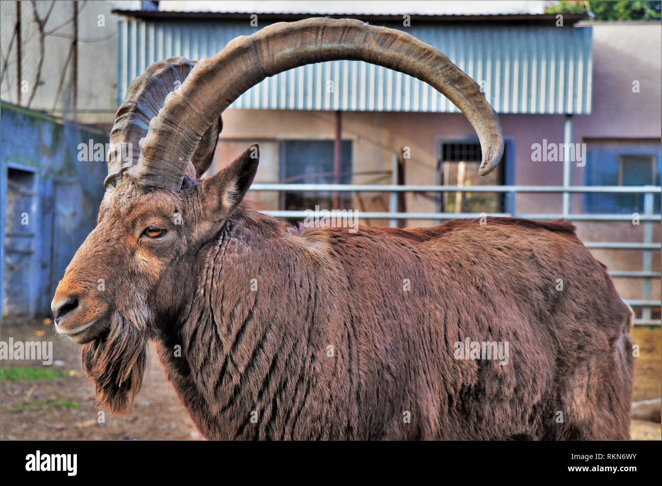 Close up of a ibex, photografed in a countryside farm. Stock Photo