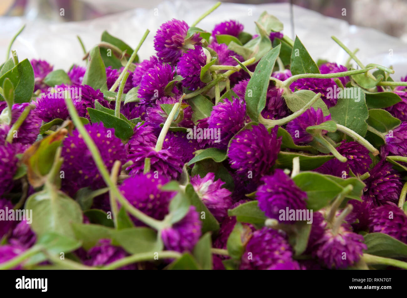Bangkok Thailand, Pak Khlong Talat market stall close-up of the purple globe amaranth for sale Stock Photo