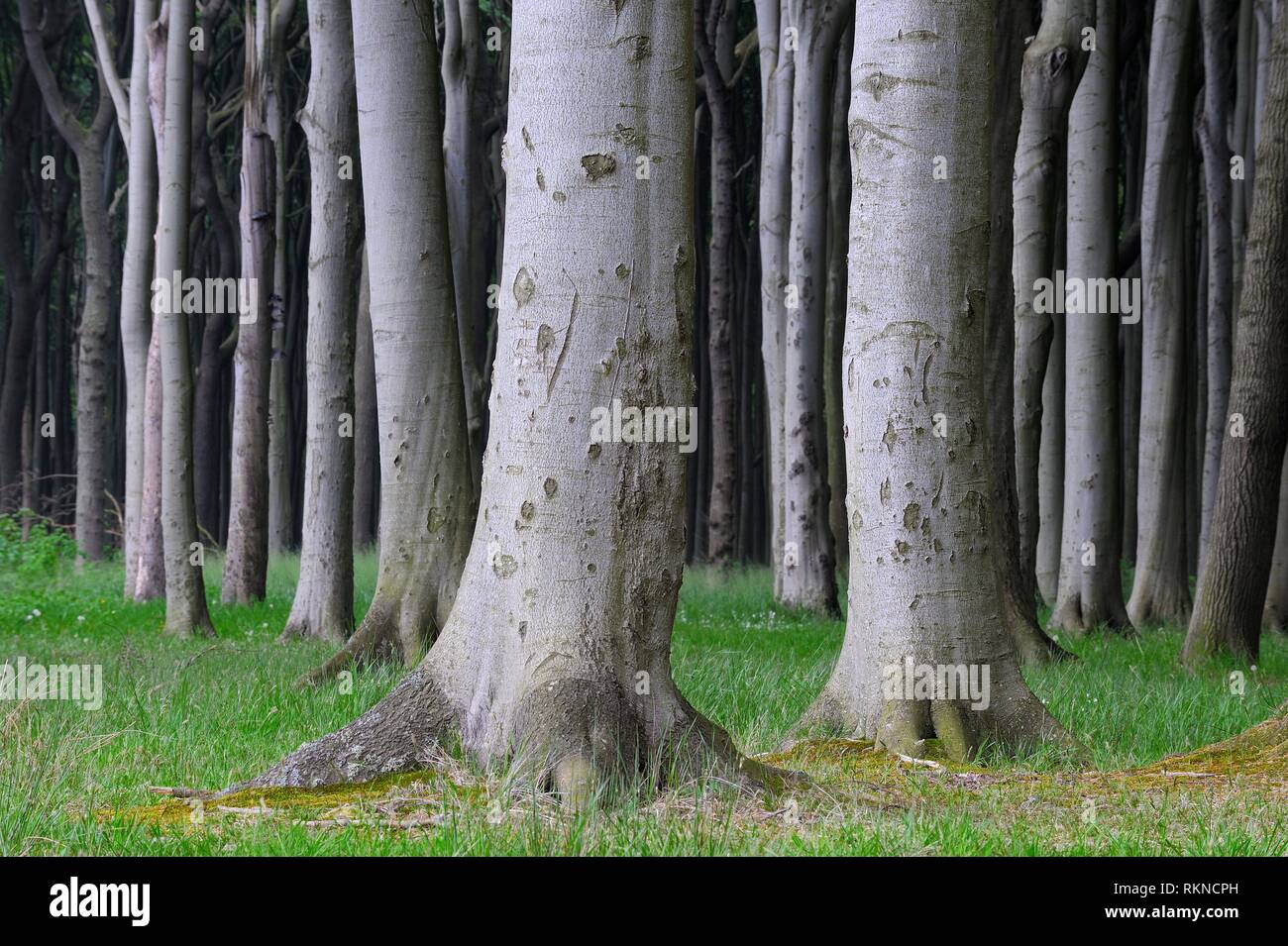 Beech tree (Fagus sylvatica) forest. Mecklenburg Vorpommern, Mecklenburg-Western Pomerania, Germany. Stock Photo