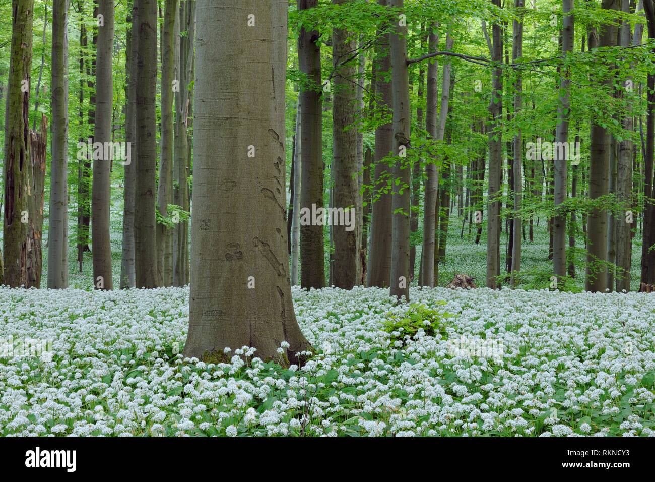Ramsons (Allium ursinum) in beech (fagus sylvatica) forest, spring with lush green foliage. Hainich National Park, Thuringia, Germany. Stock Photo