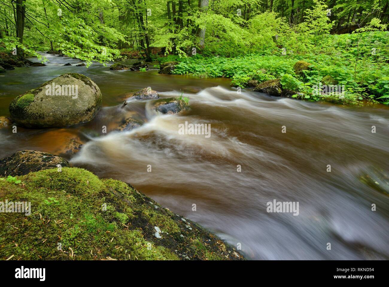 Bode River (Kalte Bode) in the Elendstal valley. Kalte Bode, Schierke, Harz, Saxony-Anhalt, Germany, Europe. Stock Photo