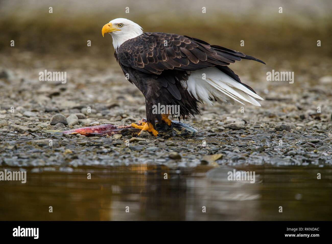 Bald eagle (Haliaeetus leucocephalus)- Attracted to sockeye salmon run on the Chilko River, Chilcotin Wilderness, BC Interior, Canada. Stock Photo