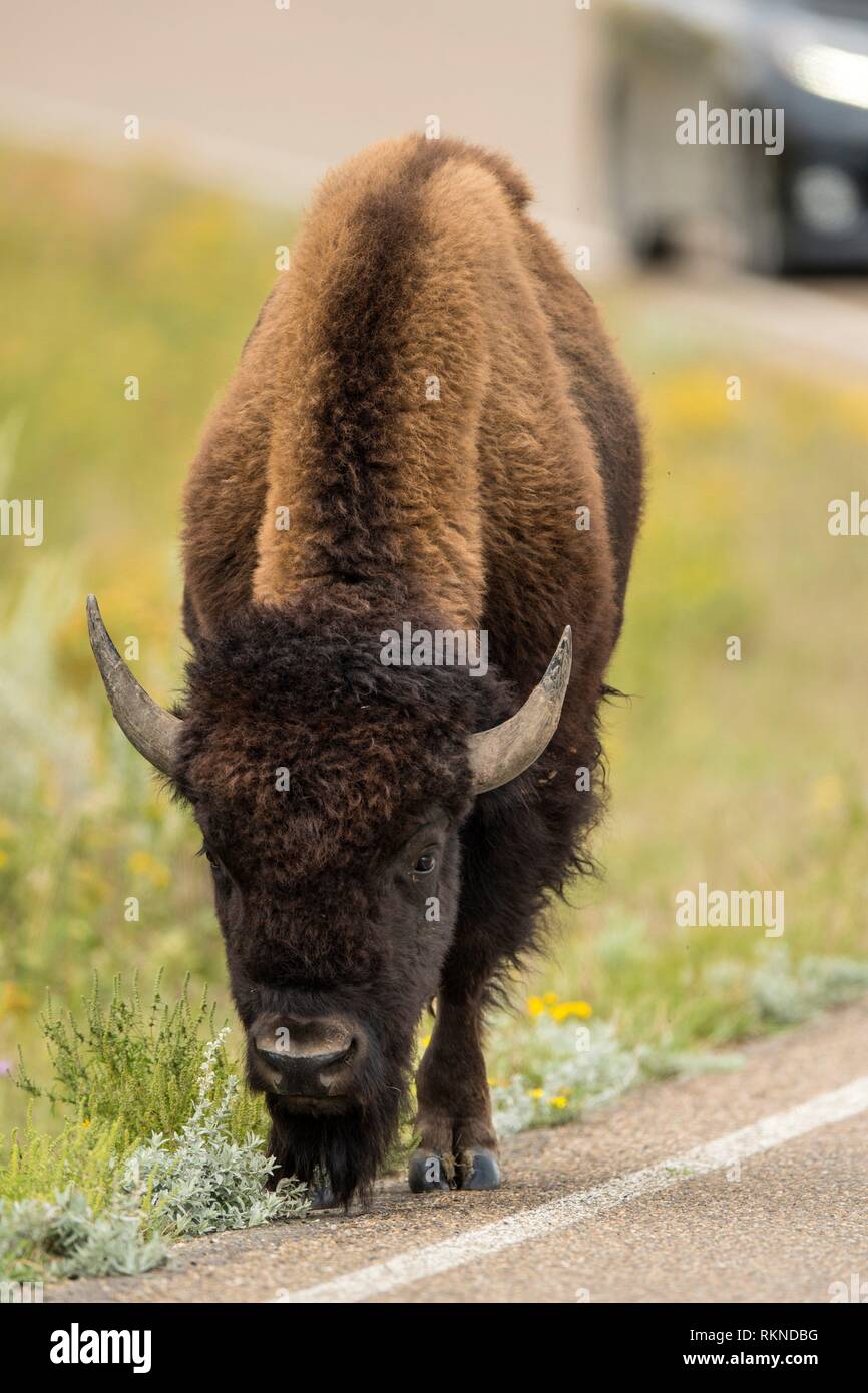 Plains bison (Bison bison), Theodore Roosevelt NP (South Unit), North ...