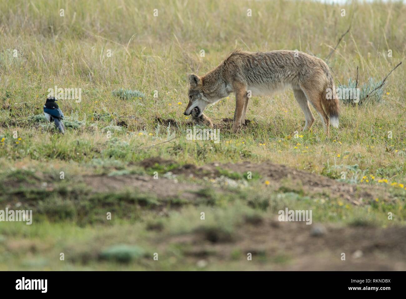 Coyote eating hires stock photography and images Alamy