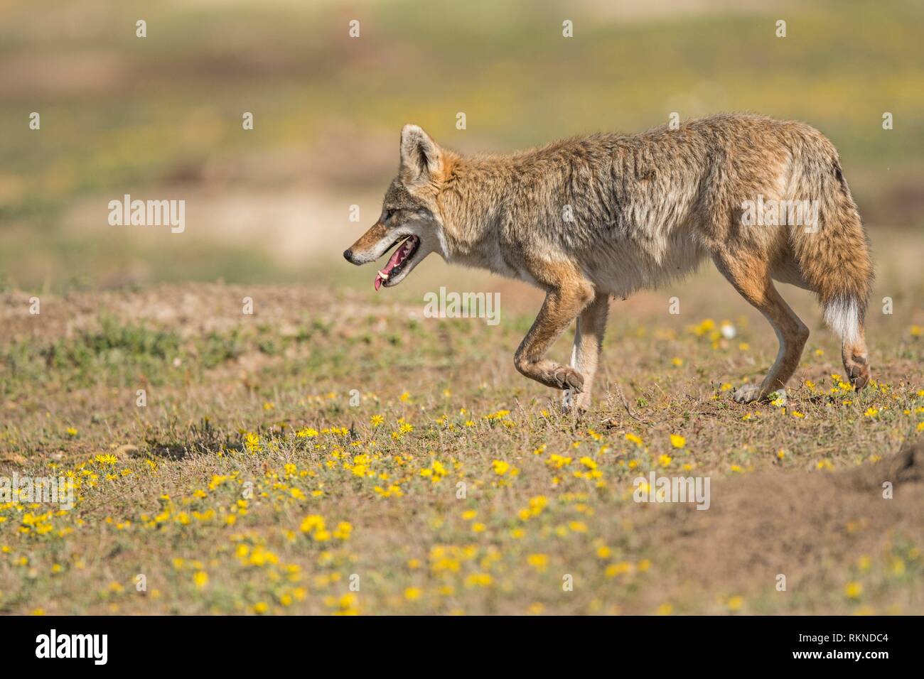 Coyote (Canis latrans) hunting in prairie dog colony, Theodore