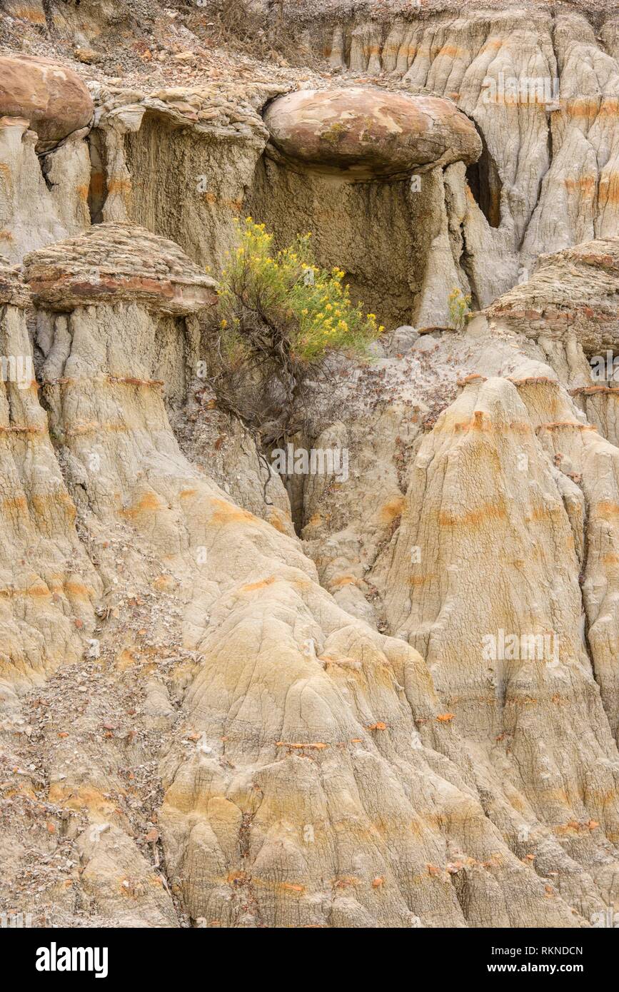 Badlands north dakota hi res stock - Eroded Bentonite Badlands Features With Flowering Rubber Rabbitbrush Theodore Roosevelt Np South Unit North Dakota Usa RKNDCN 