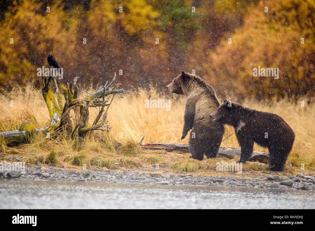 Grizzly bear (Ursus arctos) Siblings warily observing potential danger