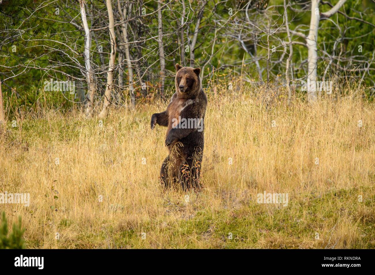 Grizzly bear (Ursus arctos) Standing to get a better look at potential
