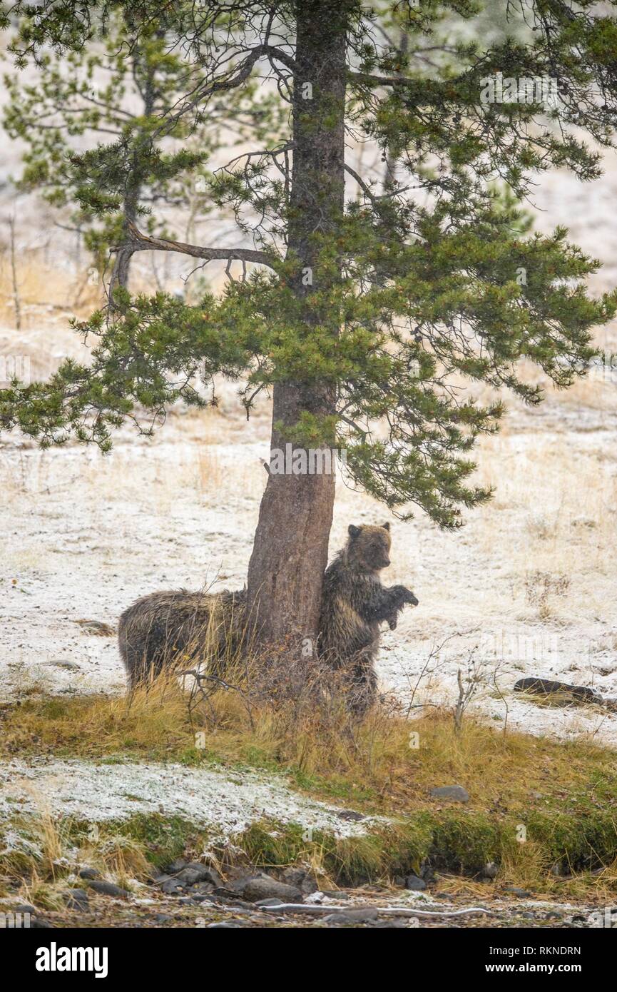 Grizzly bear (Ursus arctos)- Scratching back and rubbing against the trunk pf a pine tree, Chilcotin Wilderness, BC Interior, Canada. Stock Photo