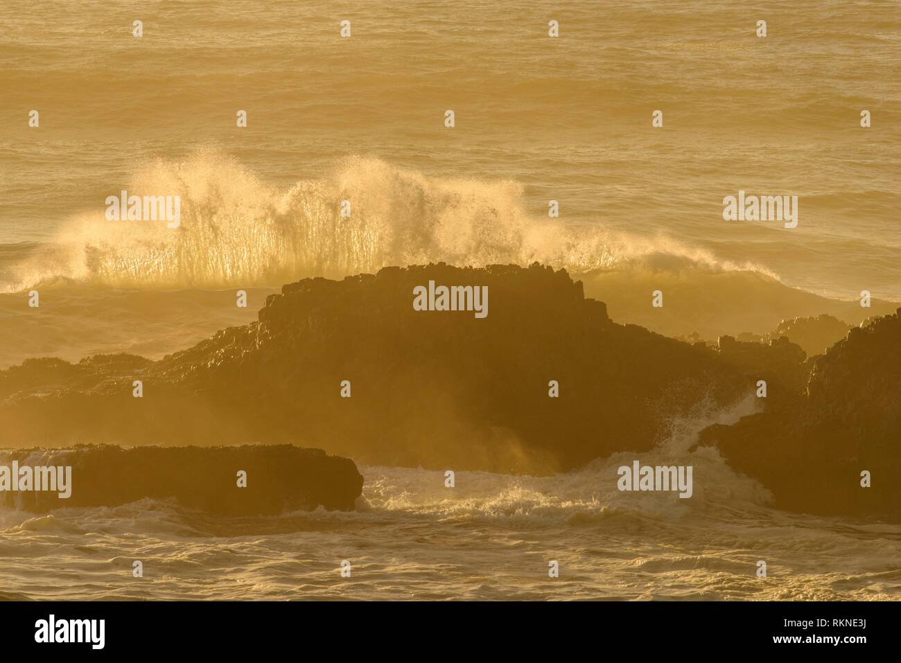Seal Rocks and pounding surf near sunset, Seal Rock State Recreation Site, Seal Rock, Oregon, USA. Stock Photo