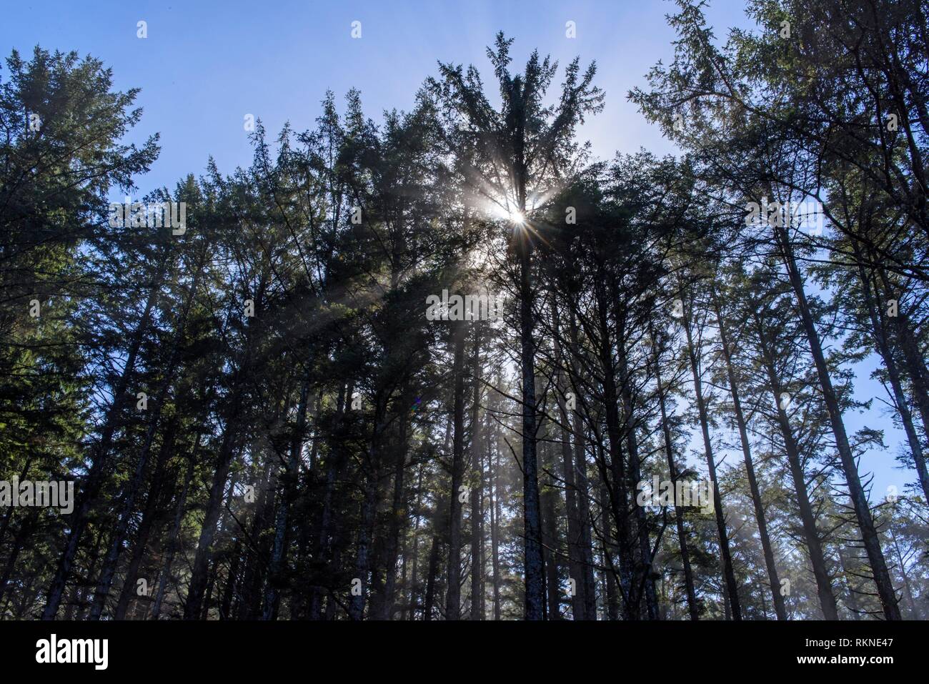 Tall trees in the mist, Cape Lookout State Park, Oregon, USA. Stock Photo