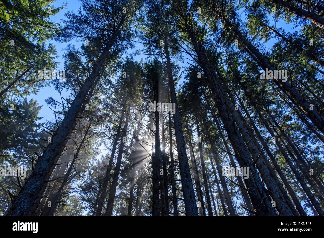 Tall trees in the mist, Cape Lookout State Park, Oregon, USA. Stock Photo