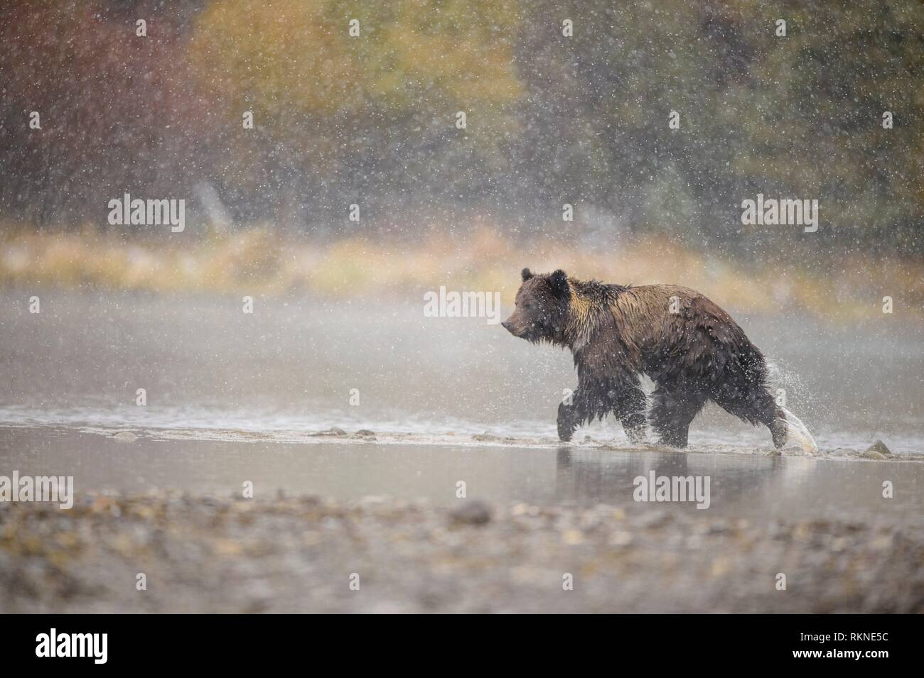 Grizzly bear (Ursus arctos) Adult hunting sockeye salmon along shore