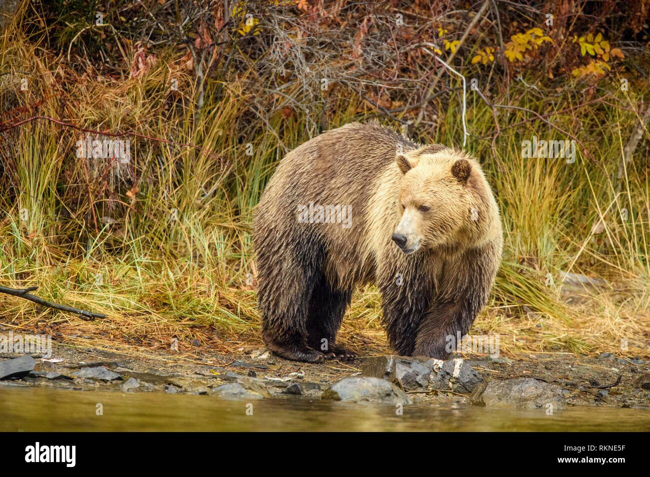 Grizzly bear (Ursus arctos) Adult hunting along shore of the Chilko