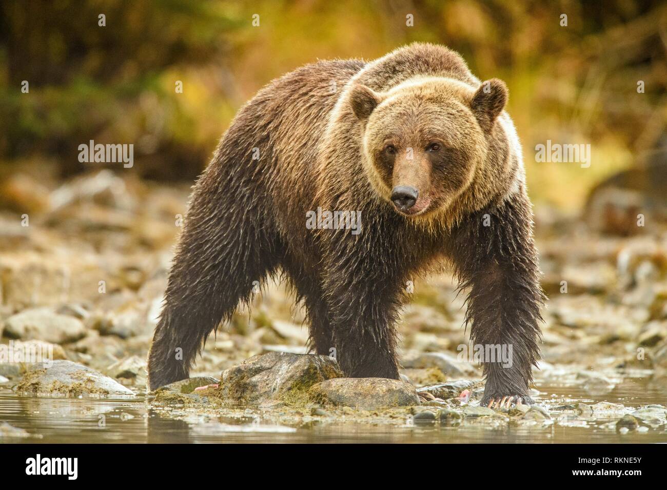 Grizzly bear (Ursus arctos)- Adult hunting along shore of the Chilko River. Chilcotin Wilderness, British Columbia BC Stock Photo