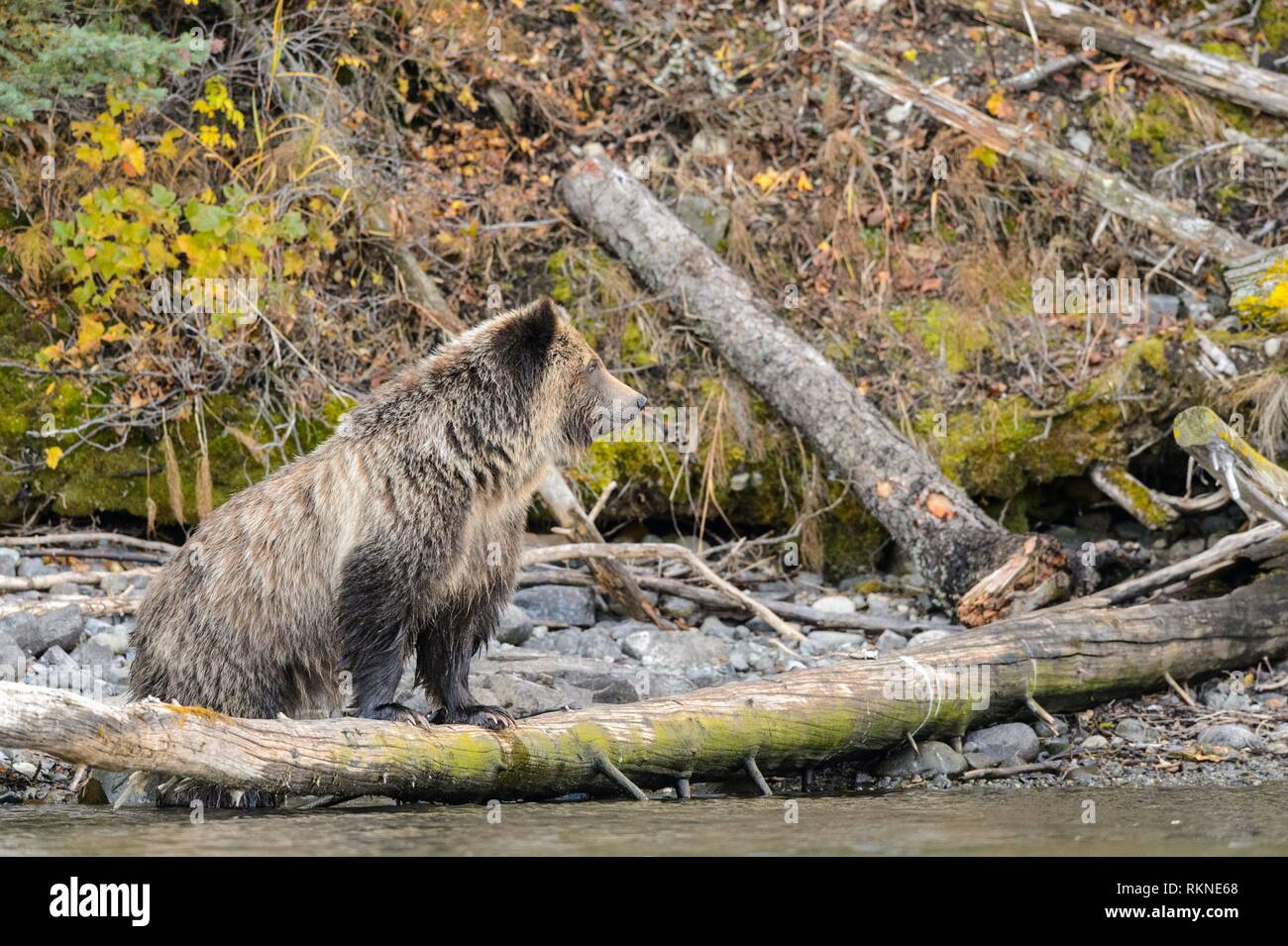 Grizzly bear (Ursus arctos)- Yearling cub on shore of the Chilko River. Chilcotin Wilderness, British Columbia BC Stock Photo