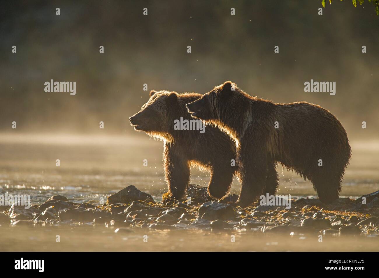 Grizzly bear (Ursus arctos)- Yearling cubs on shore of the Chilko River. Chilcotin Wilderness, British Columbia BC Stock Photo