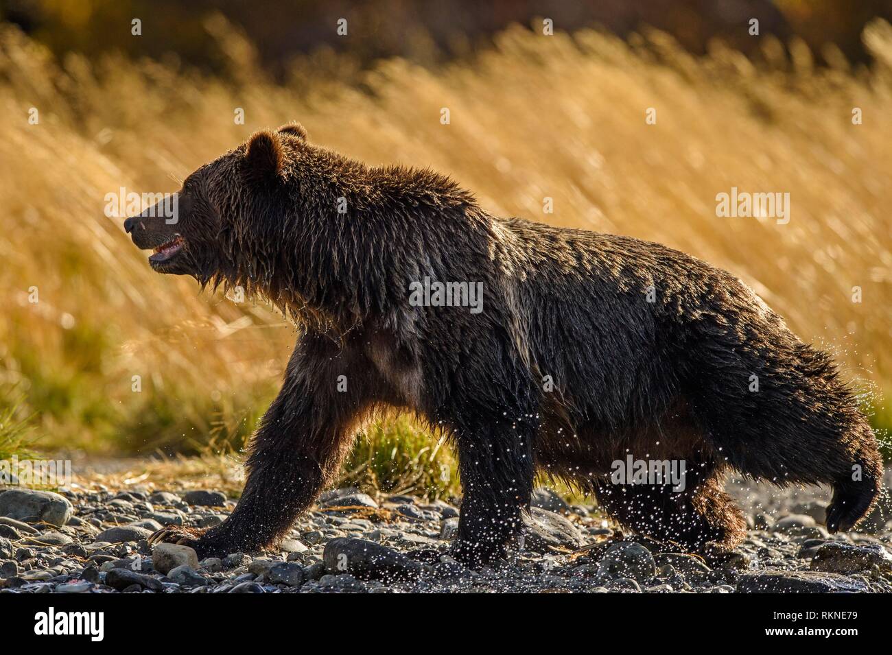 Grizzly bear (Ursus arctos)- Yearling cub on shore of the Chilko River. Chilcotin Wilderness, British Columbia BC Stock Photo
