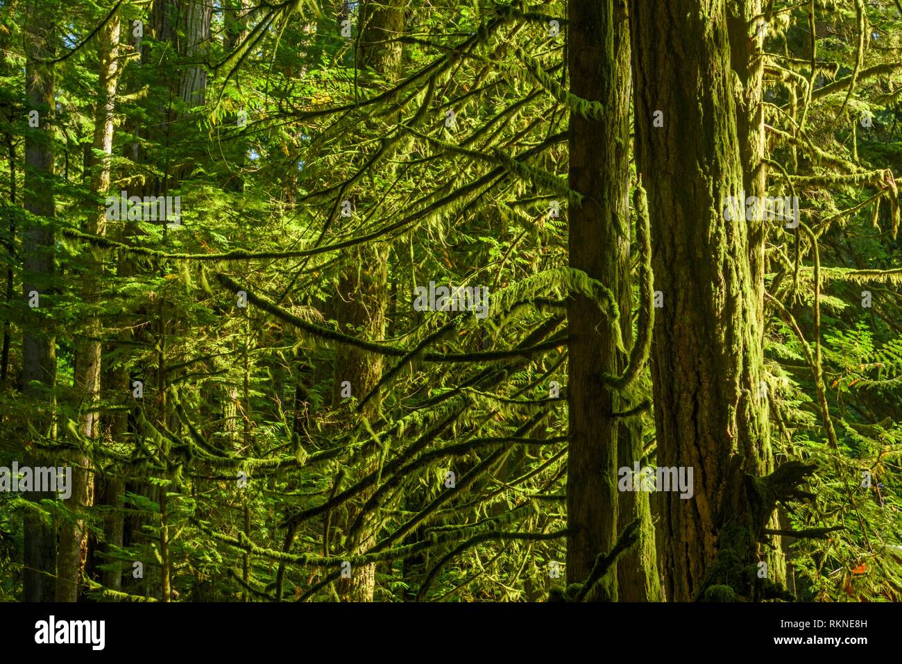 Cathedral grove old growth rainforest british columbia canada vancouver