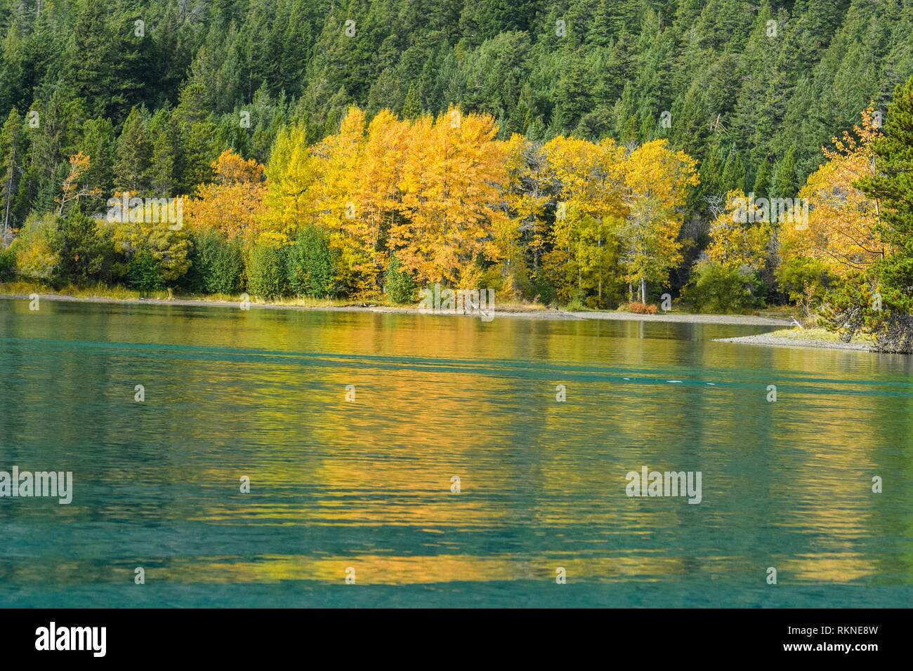 Autumn aspens reflected in Chilko Lake, Chilcotin Wilderness, British