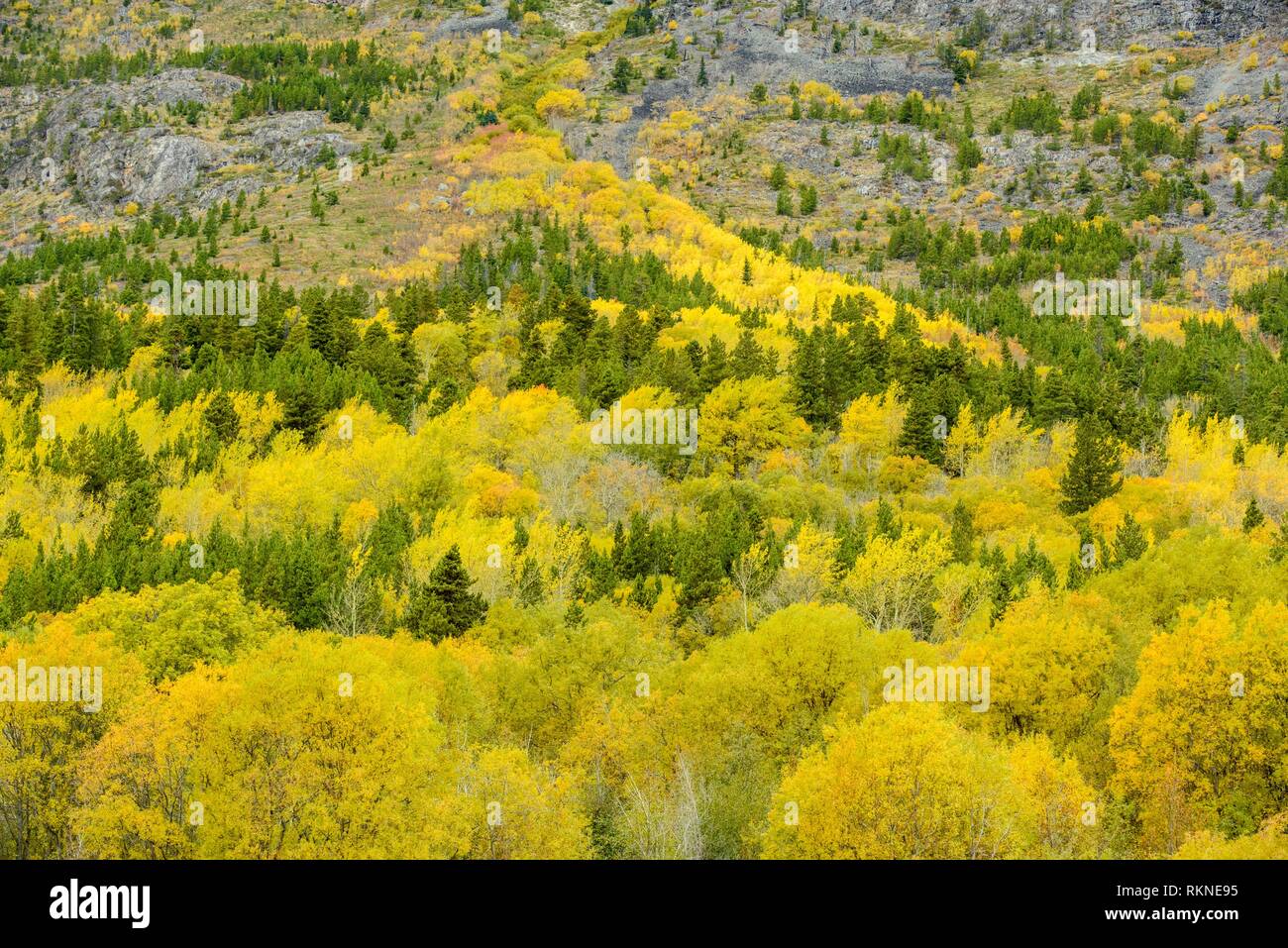 Autumn colour in the boreal forest near Chilko Lake, Chilcotin Wilderness, British Columbia, Canada. Stock Photo