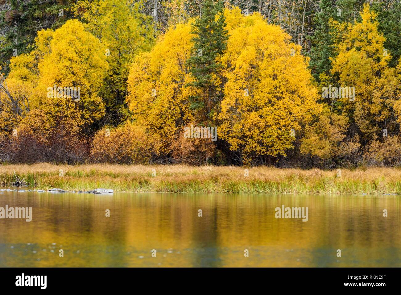 Autumn foliage along the Chilko River, Chilcotin Wilderness, British Columbia, Canada. Stock Photo