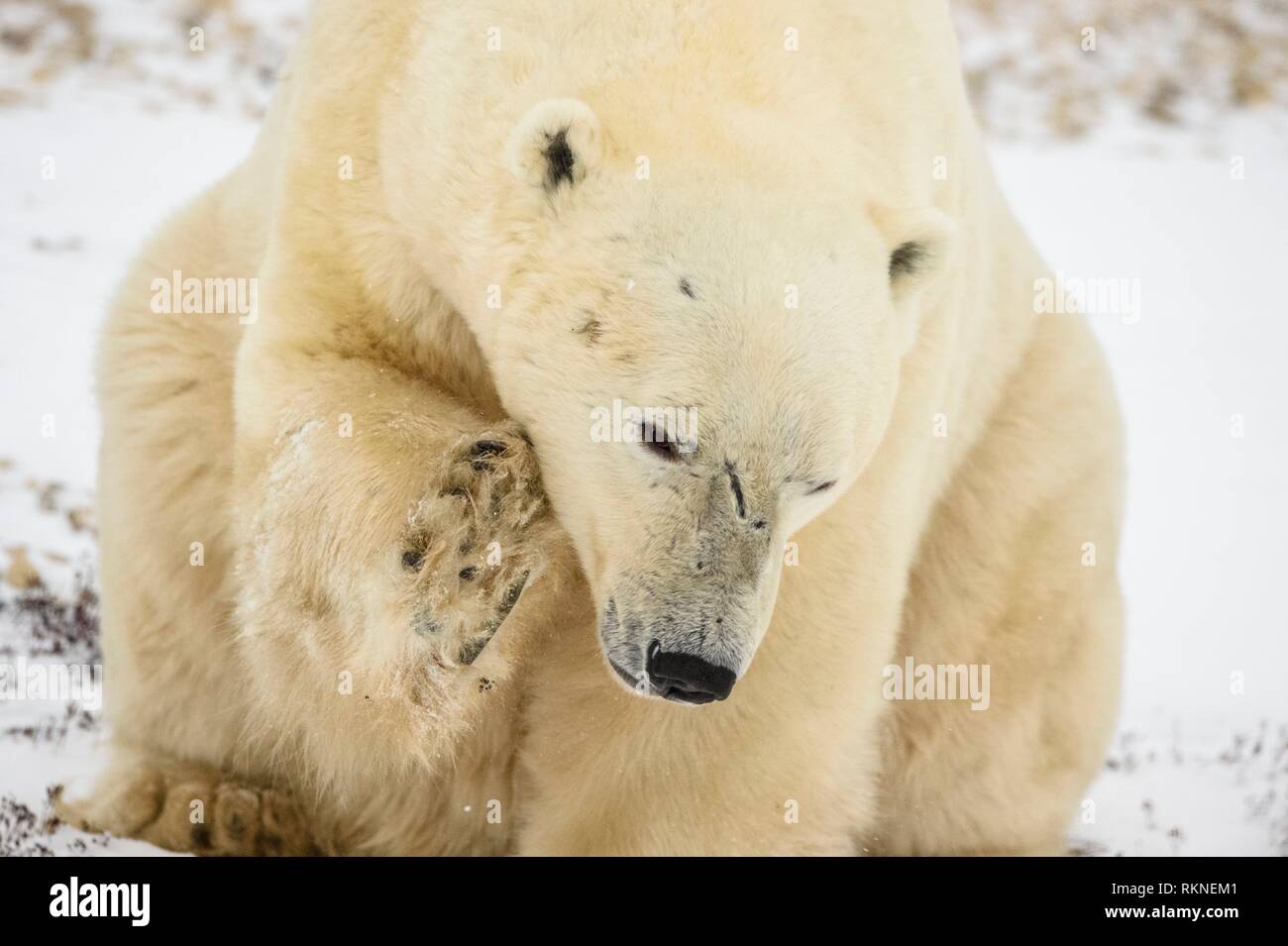 Polar Bear (Ursus maritimus) Scratching in sitting position, Wapusk NP, Cape Churchill, Manitoba, Canada. Stock Photo