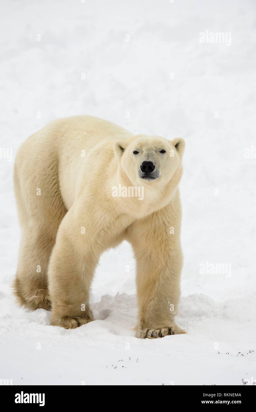 Polar Bear (Ursus maritimus) Curious individual approaching, Wapusk NP, Cape Churchill, Manitoba, Canada. Stock Photo