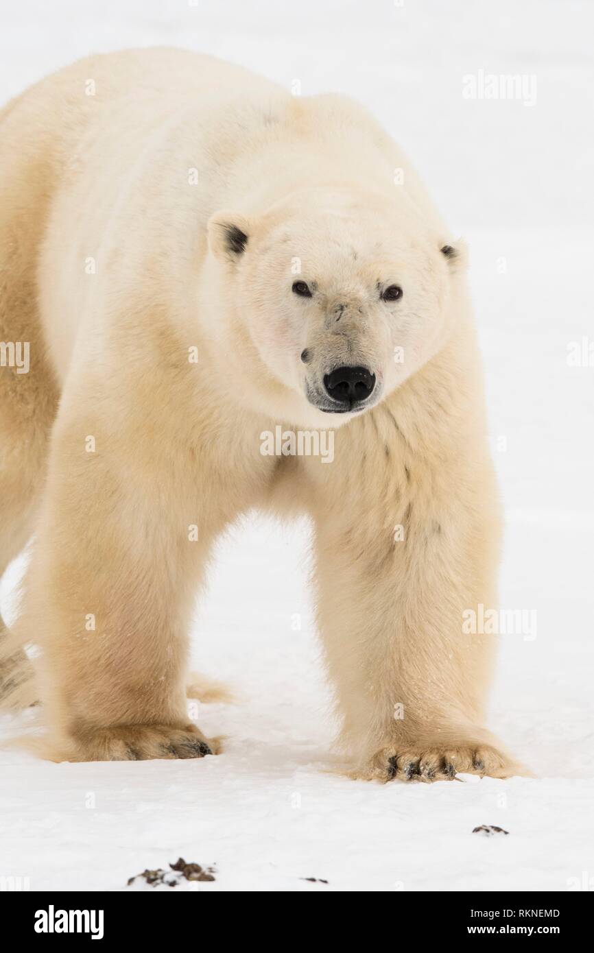 Polar Bear (Ursus maritimus) Curious individual approaching, Wapusk NP, Cape Churchill, Manitoba, Canada. Stock Photo