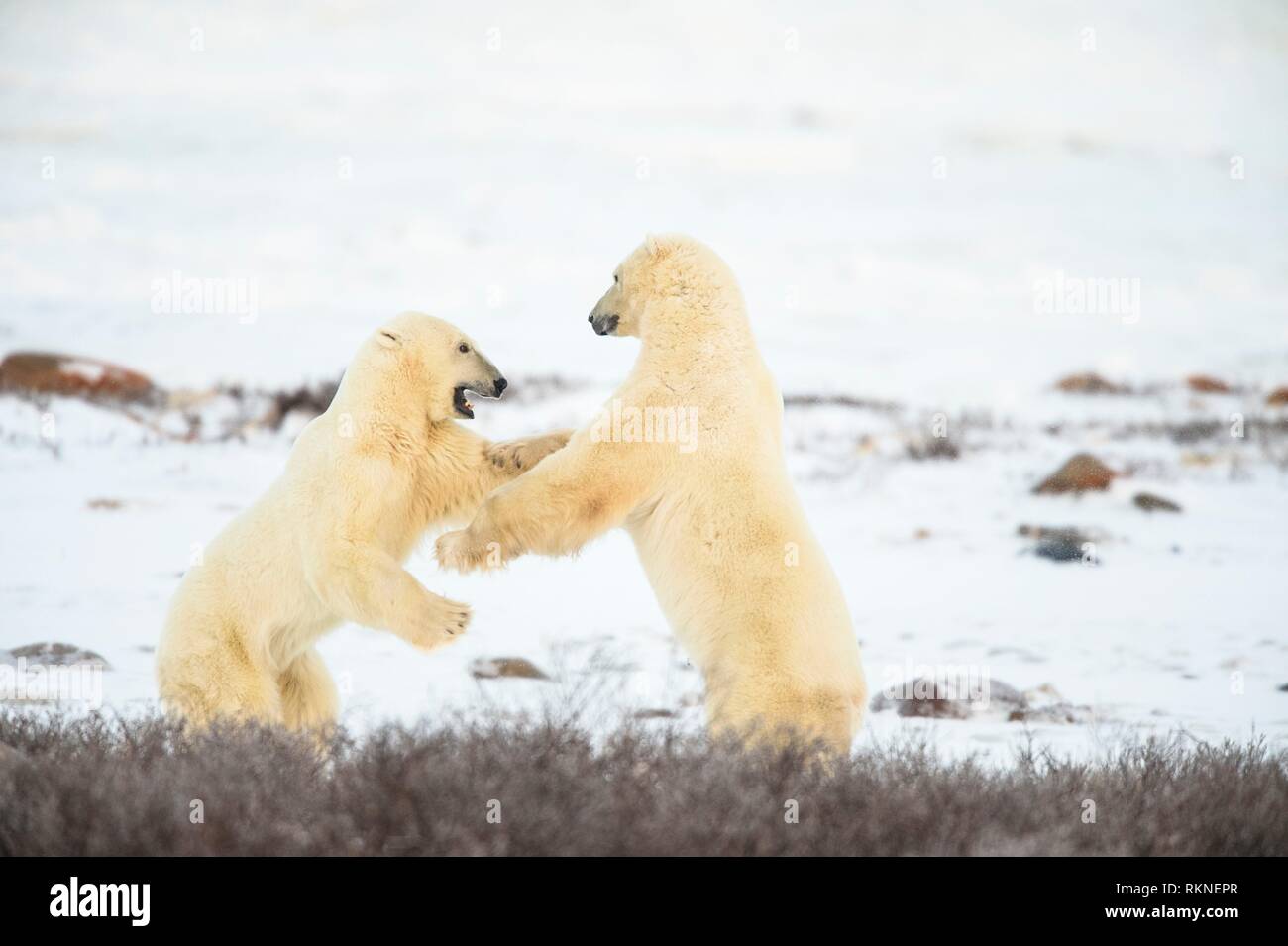 Polar Bear (Ursus maritimus) Interaction and sparring, Churchill Wildlife Management area, Churchill, Manitoba, Canada. Stock Photo