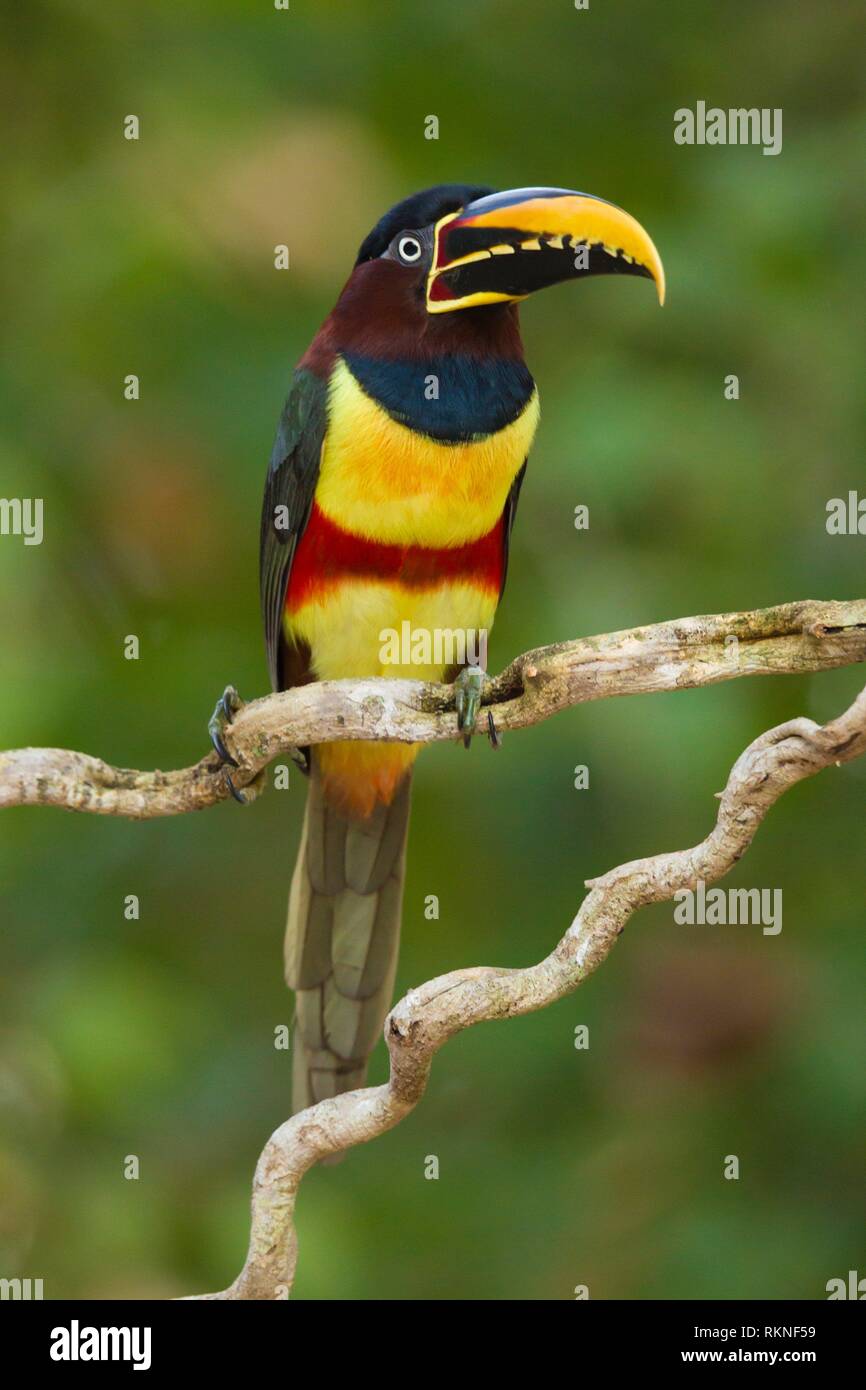 chestnut-eared-aracari