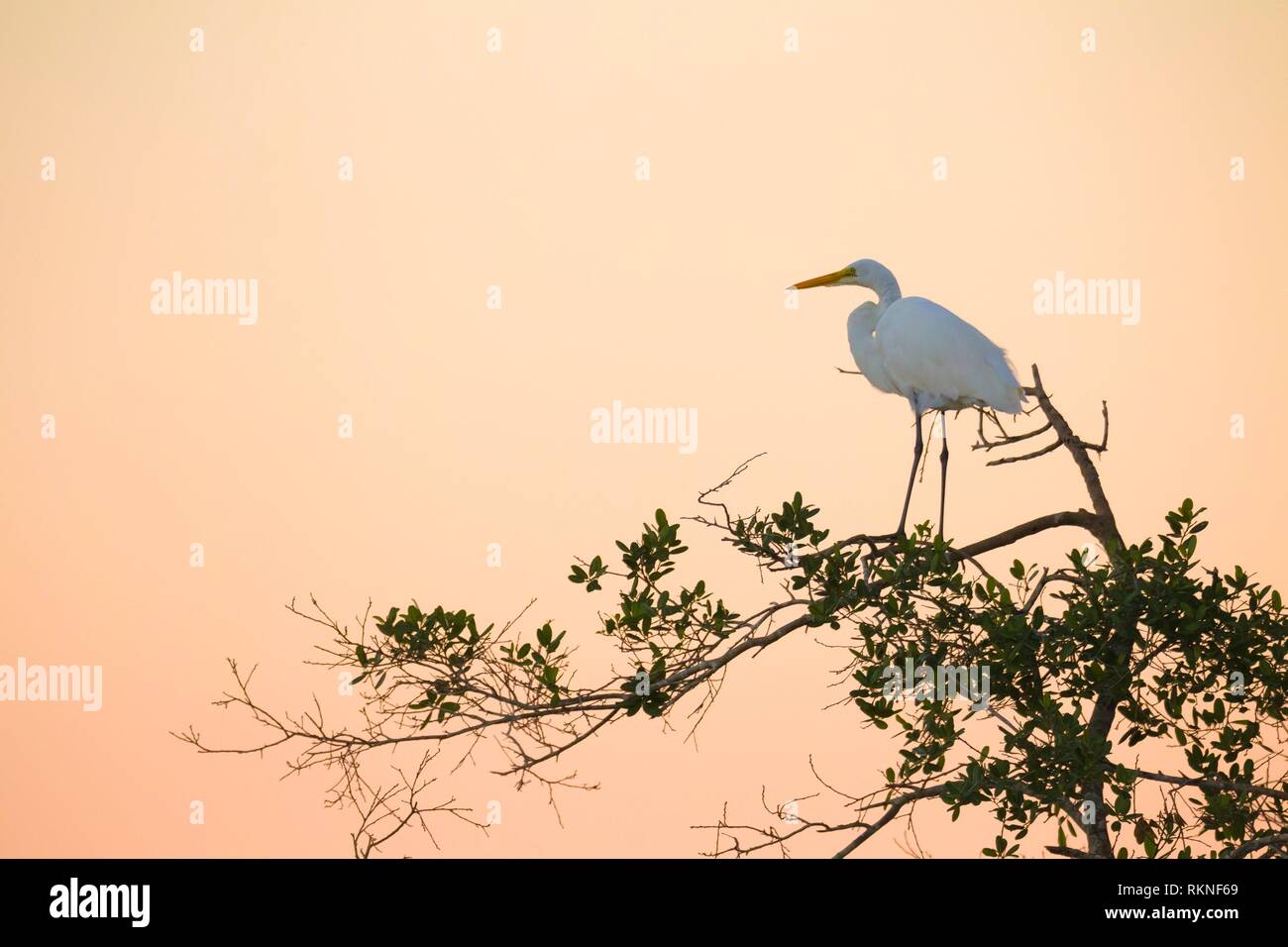 Great egret, Egretta alba, on tree. Stock Photo