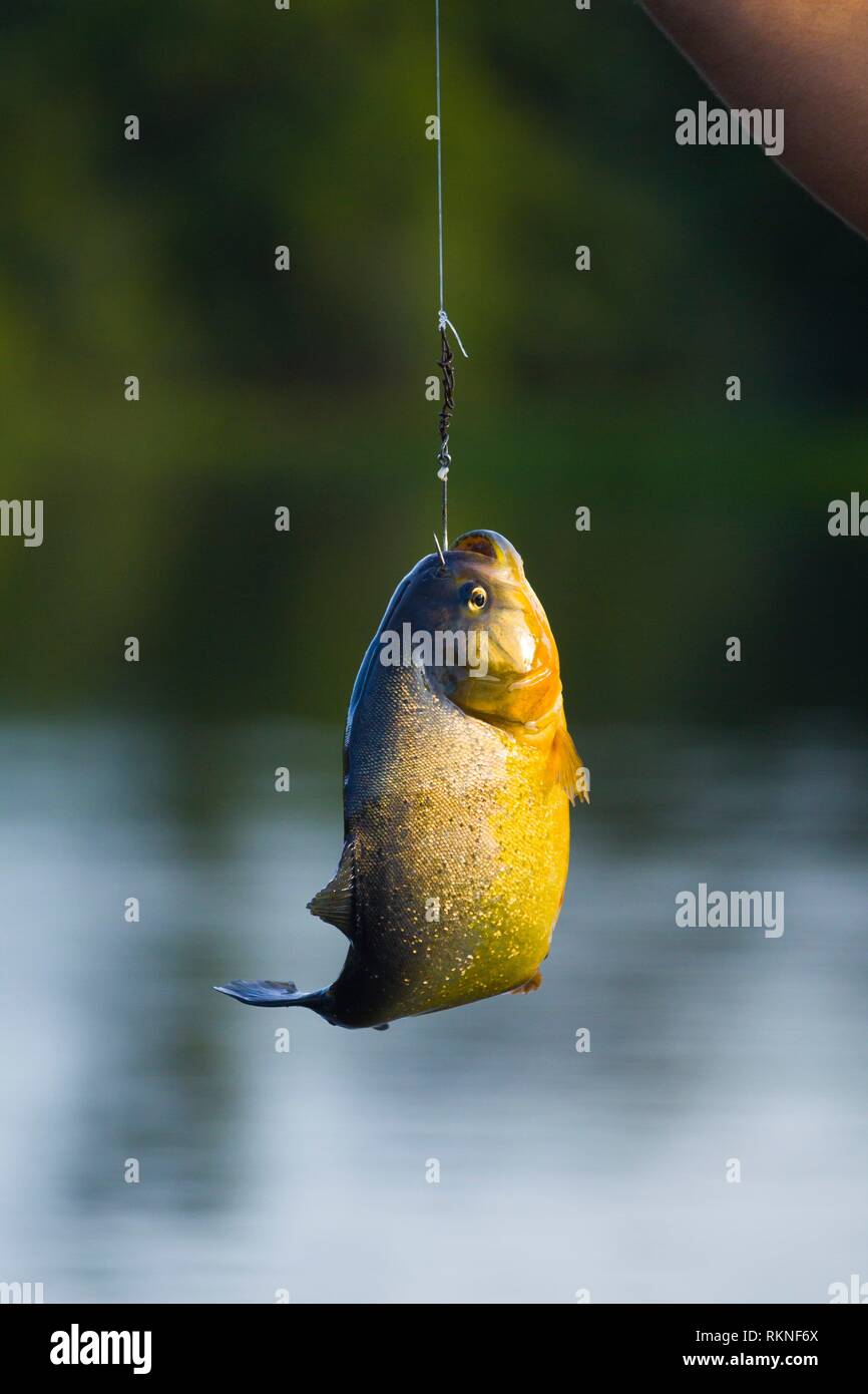 Piranha Fish Hanging By Fishing Line Stock Photo by ©ammmit 88024946, Fishing  Line For Hanging 