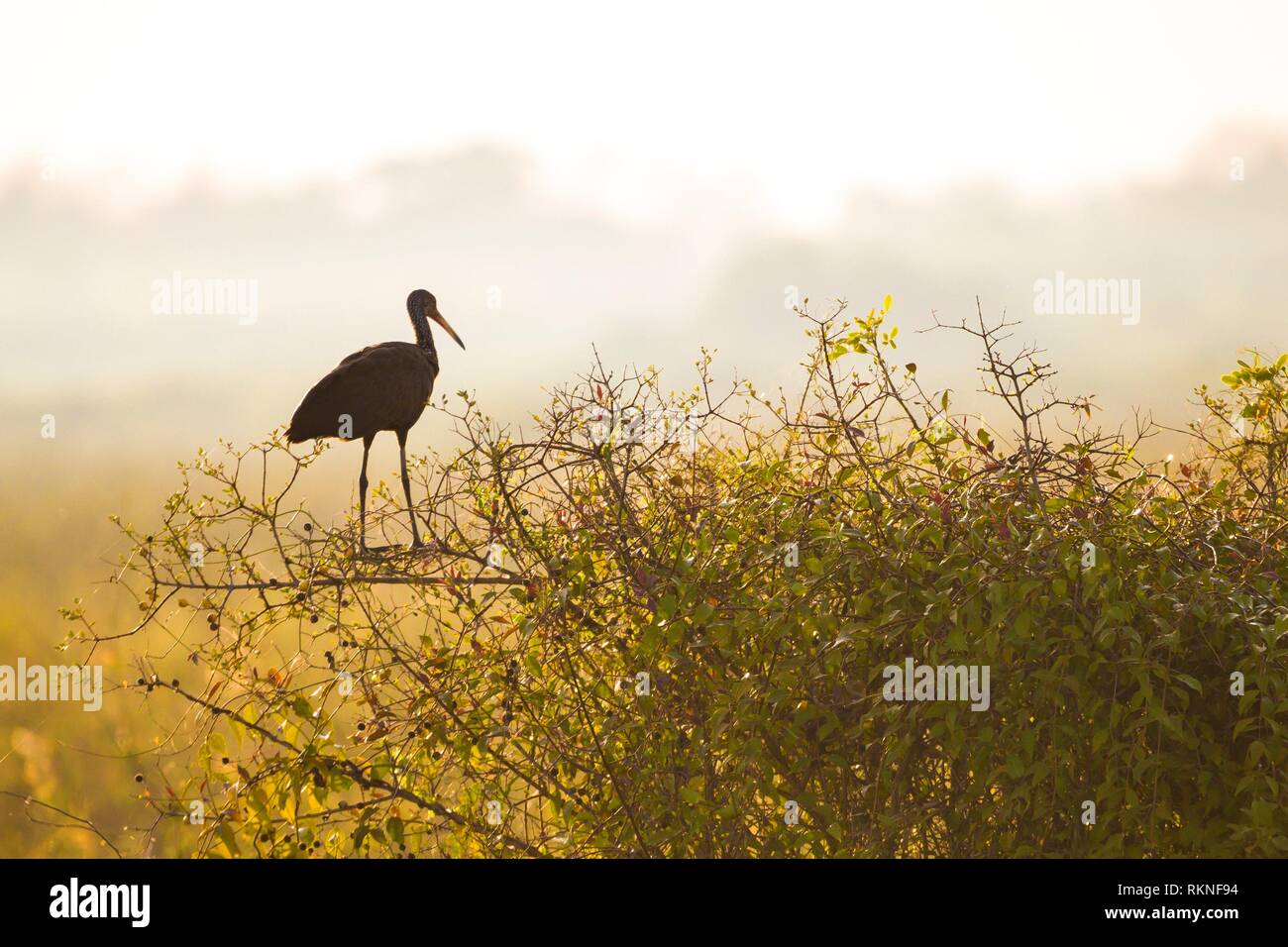Limpkin, Aramus guarauna, Mato Grosso, Pantanal, Brazil. Stock Photo