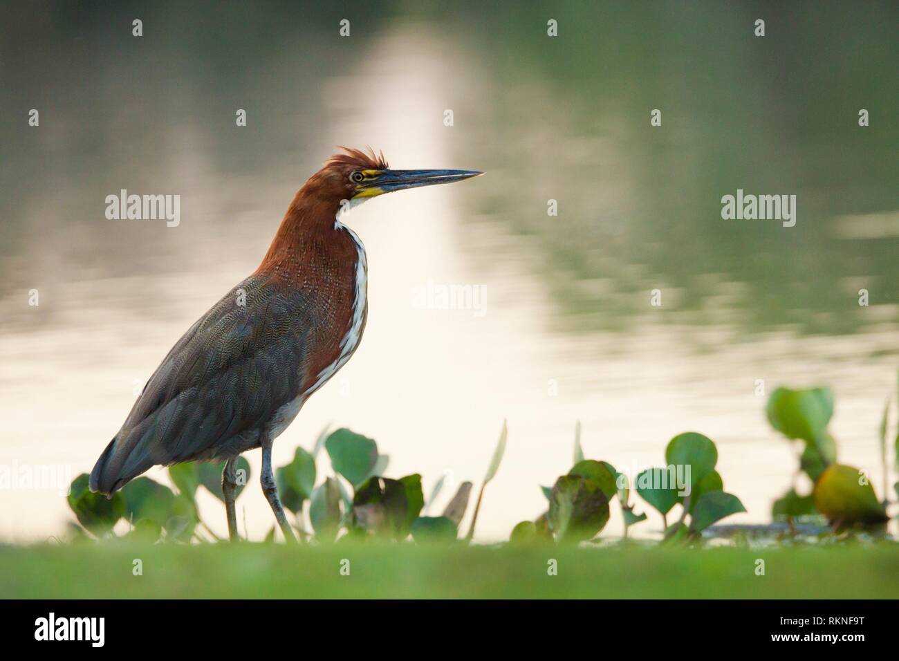 Tigrisoma lineatum hi-res stock photography and images - Alamy